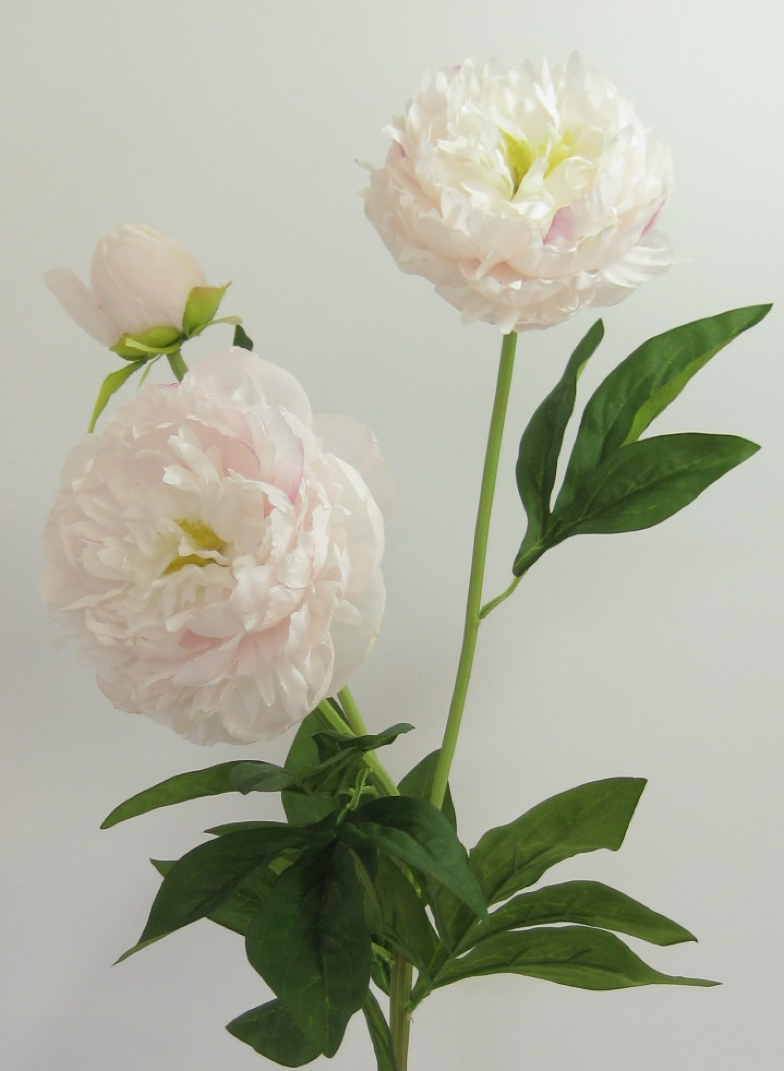 Peonie 1Kn,2Bl 73cm hellrosa 120711-21